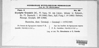 Blumeria graminis image